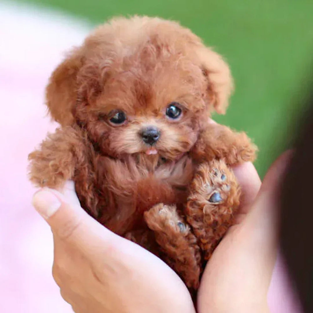 Onderhoudsvrije, bewegende pluchen puppy als knuffel & elektronisch speelgoed voor emotionele ondersteuning.