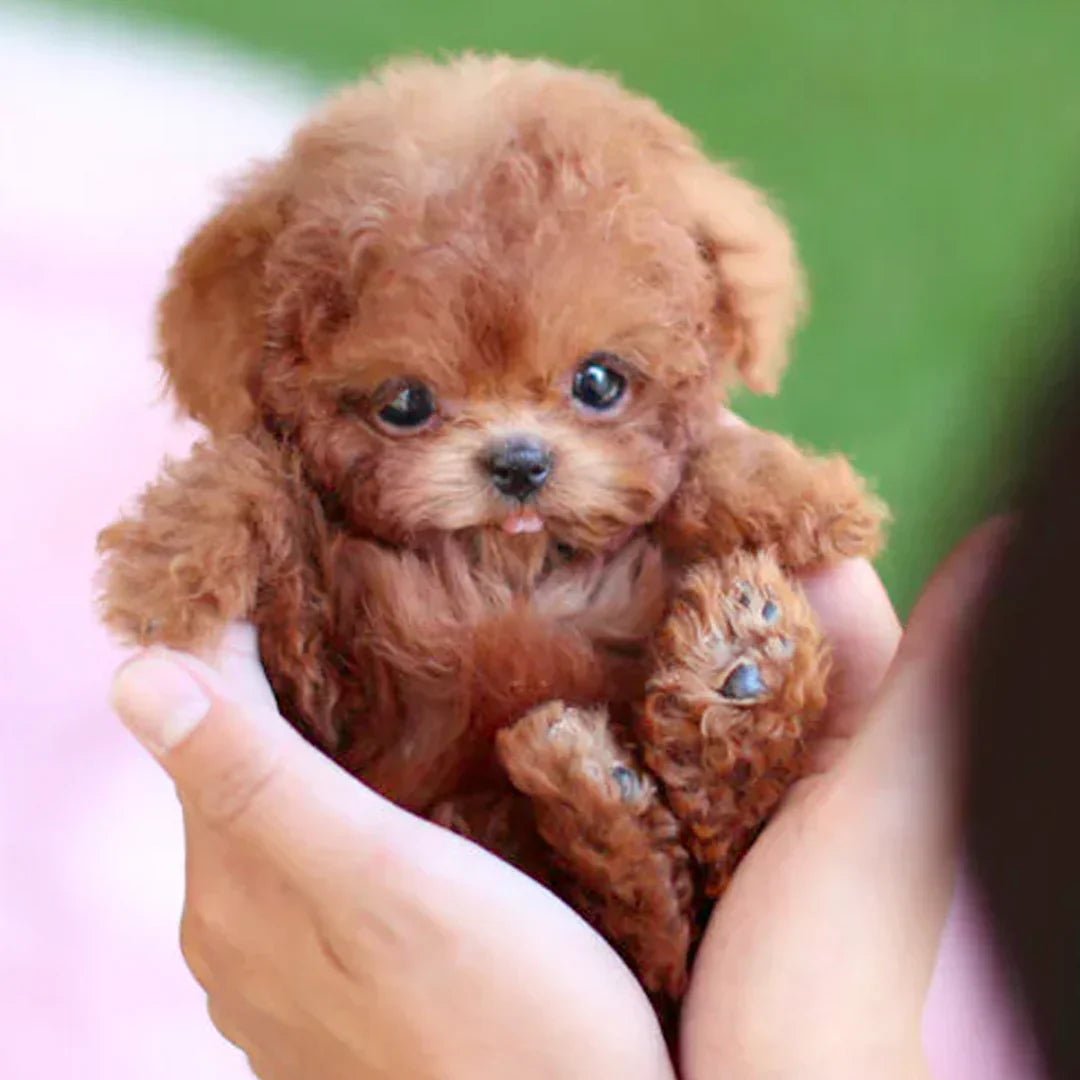 Onderhoudsvrije, bewegende pluchen puppy als knuffel & elektronisch speelgoed voor emotionele ondersteuning.