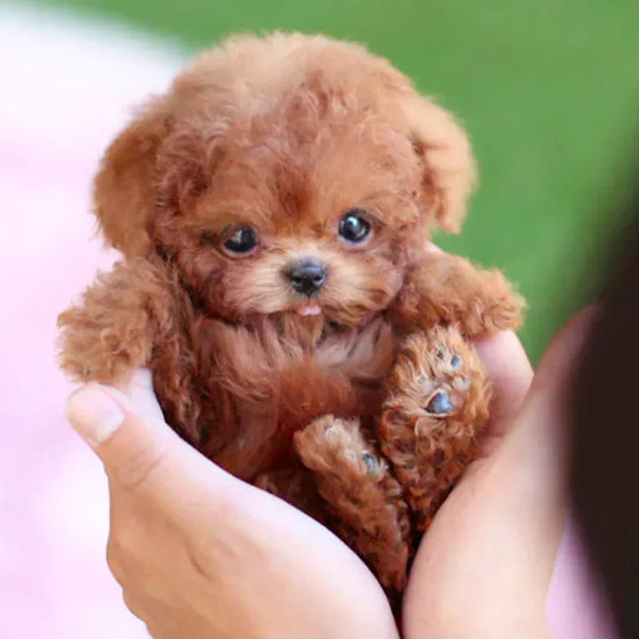 Onderhoudsvrije, bewegende pluchen puppy als knuffel & elektronisch speelgoed voor emotionele ondersteuning.