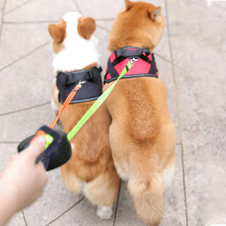 Twee honden die comfortabel naast elkaar wandelen met de intrekbare riem