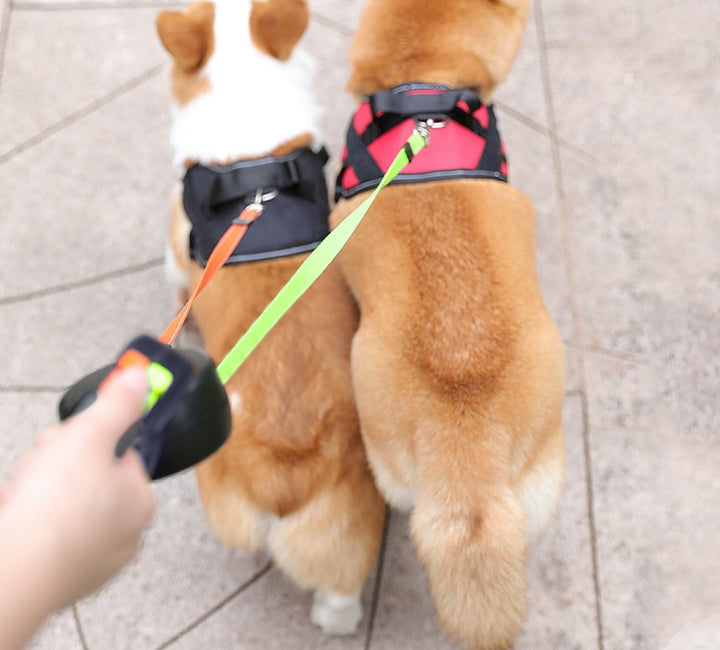 Oprolbare dubbele hondenriem voor twee honden in gebruik tijdens een wandeling in het park