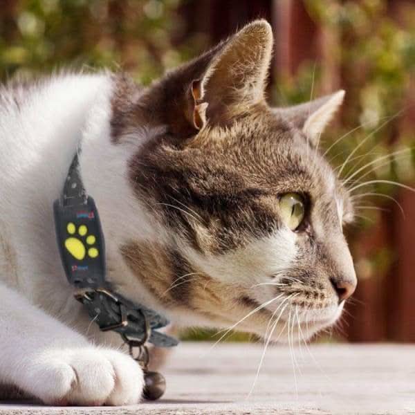 Klein en lichtgewicht Katten GPS Tracker naast een muntstuk, ideaal voor comfortabele huisdierbeveiliging.