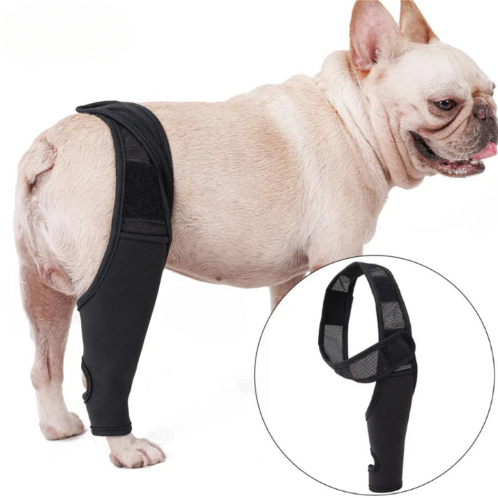 Hond met grijze kniebrace biedt ondersteuning bij gewrichtspijn en blessures. Ideaal voor herstel en revalidatie.