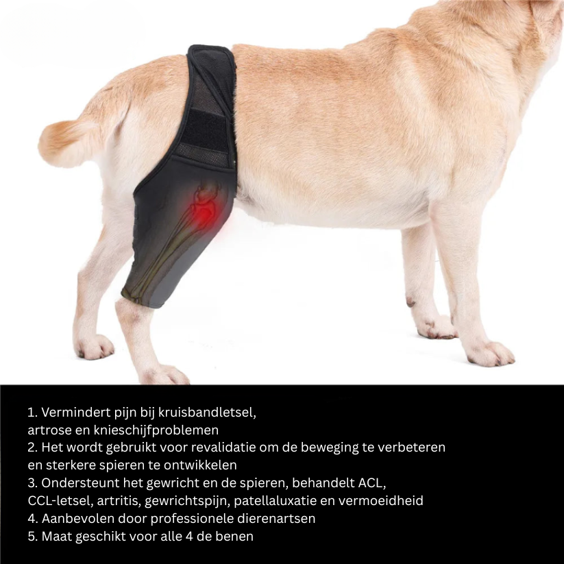 Zwarte neopreen honden kniebrace met verstelbare banden voor optimale ondersteuning en comfort bij revalidatie van hondenpoot.