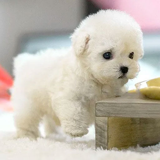 Knuffelbare robot hond met realistische uitstraling, wit en bruin pluche speelgoed voor educatief plezier.