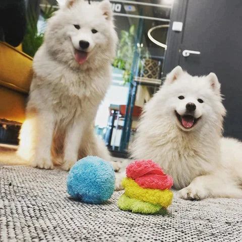 Blije hond speelt actief met de interactieve speelbal, stimuleert mentale en fysieke oefening.