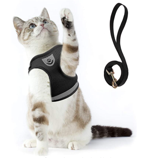 Kattentuigje met lijn voor een kat die geniet van veilige en comfortabele wandelingen in een groene omgeving.