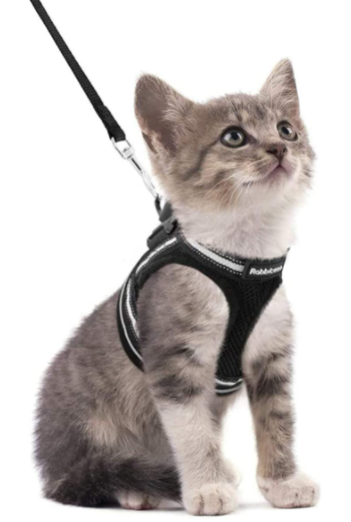 Geef uw kat vrijheid en veiligheid met dit comfortabele en verstelbare kattentuigje met lijn.