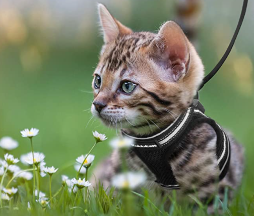Reflecterend kattentuigje met lijn voor veilige nachtelijke wandelingen. Maximaal zichtbaarheid voor uw kat.
