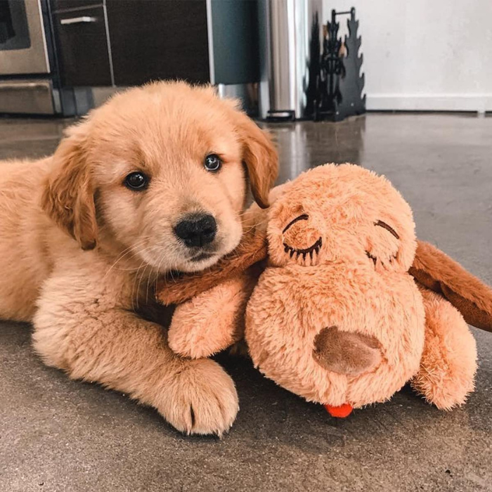 KnuffelBuddy hondenspeeltje, pluche hondenknuffel met hartslag voor kalmerende rust bij angst en stress.