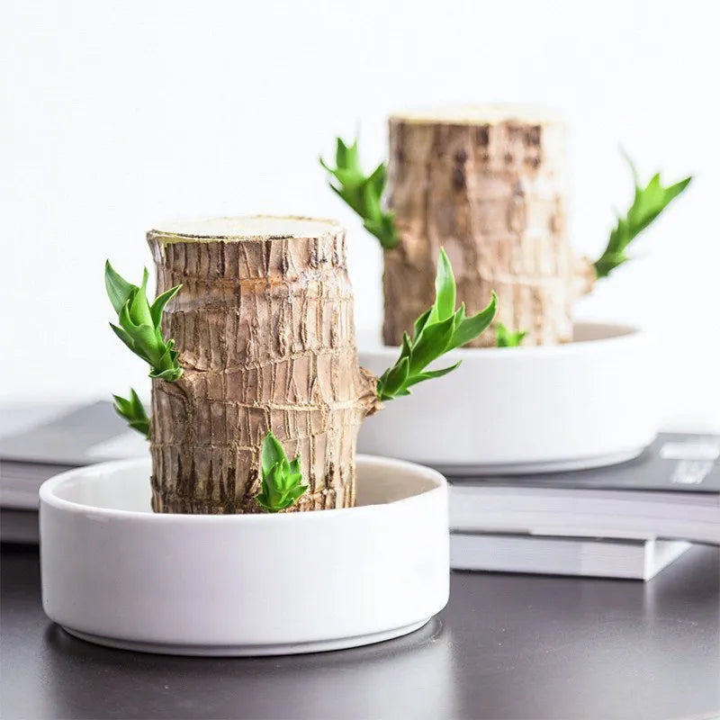 Elegante luchtzuiverende kamerplant, perfect als cadeau om elke ruimte met groen en een rustgevend gevoel te verrijken.