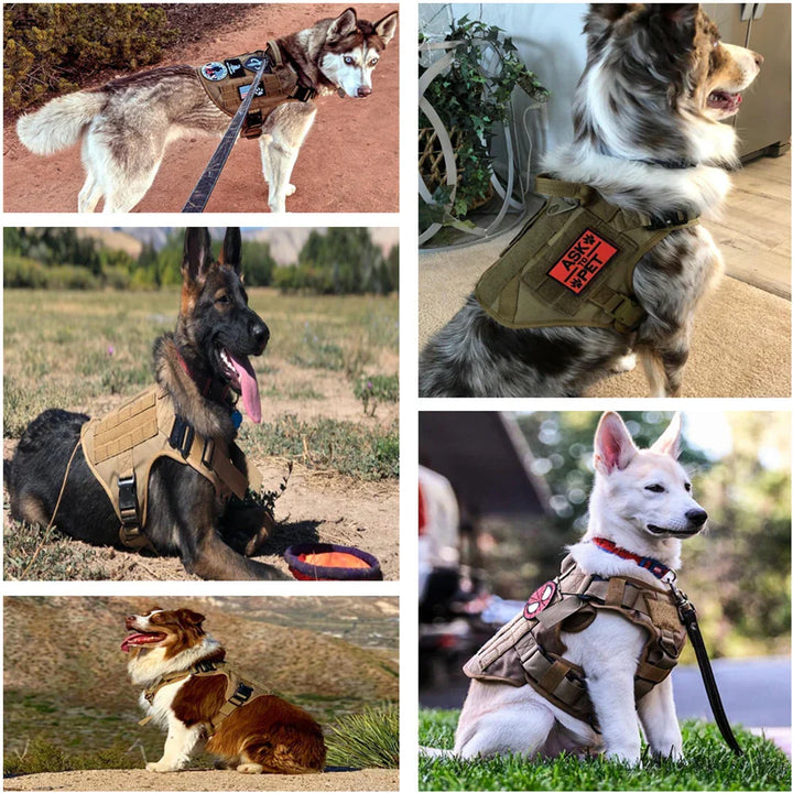 Grote hond draagt robuust tactisch hondentuig tijdens buitentraining. Perfect voor herders en actieve honden. Duurzaam.