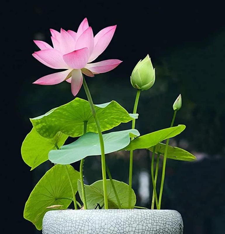 Gedetailleerde foto van een levendige bonsai waterlelie bloem met delicate bloemblaadjes en gele kern.