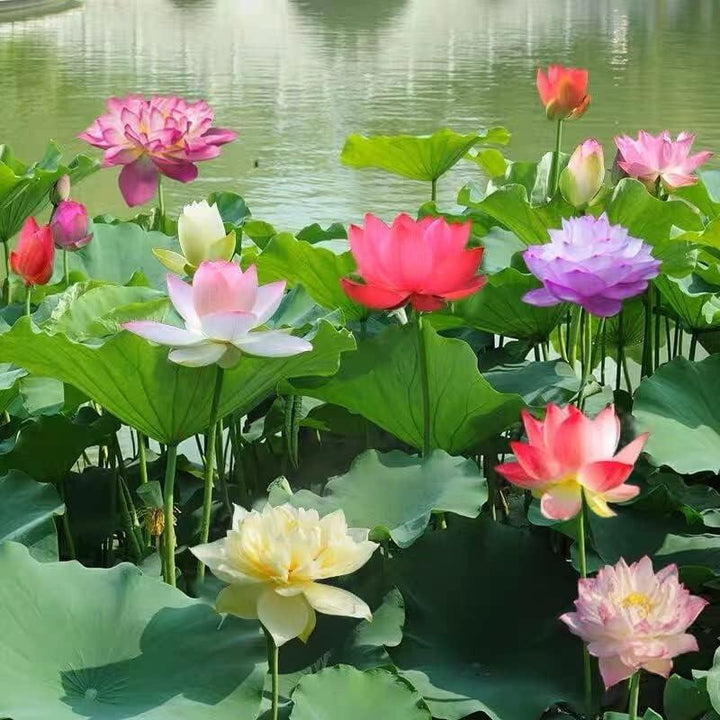 Rustgevende watertuin scène met meerdere bloeiende waterlelies, gekweekt uit deze kwaliteitszaden.