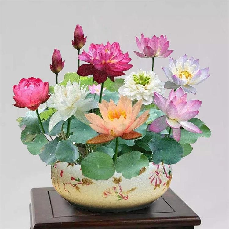 Hand die bonsai waterlelie zaden zaait in water, begin van een mooie waterplant voor thuis.