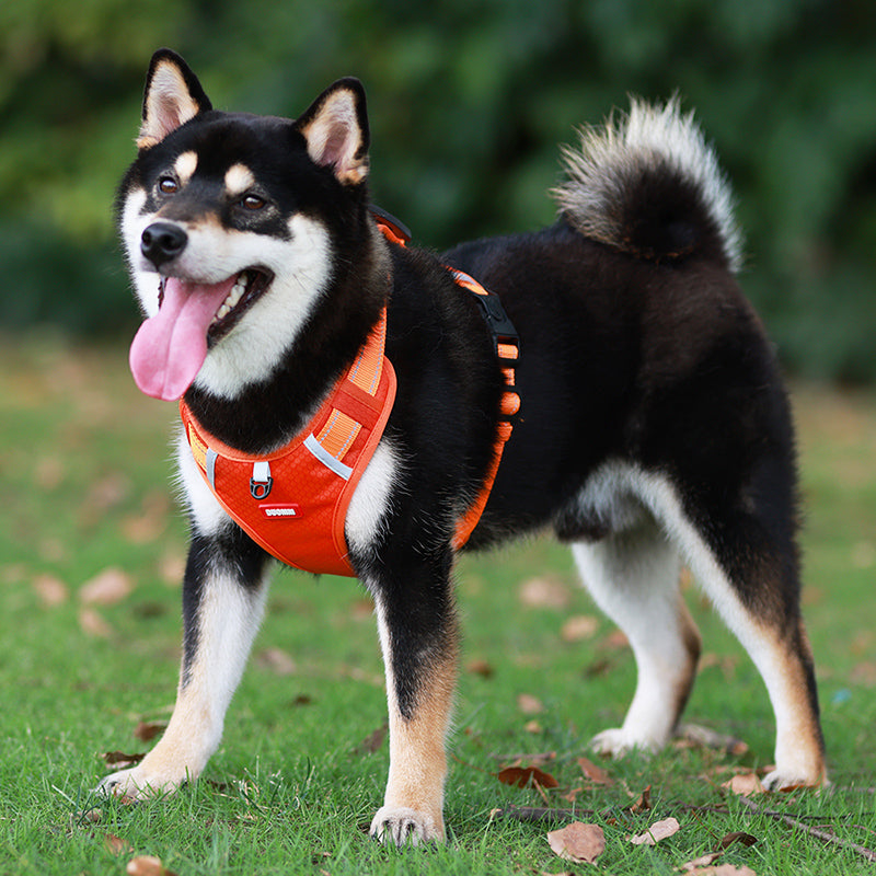Reflecterend hondenharnas: optimale zichtbaarheid 's avonds en bij slecht weer voor uw hond.